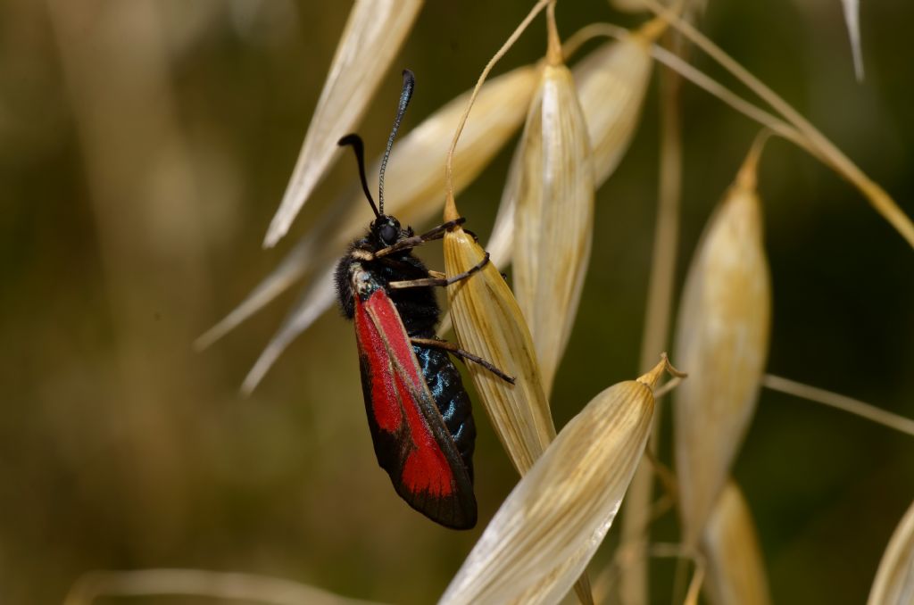 Lepidottero da identificare - Zygaena (Mesembrynus) purpuralis, Zygaenidae